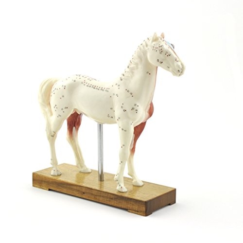 HeineScientific Modello di cavallo per agopuntura