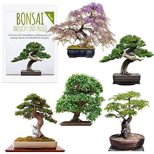 Semi Bonsai rari con alta velocità di germinazione - Set di semi per il proprio albero bonsai (Mix di 5 incl. eBook GRATIS)