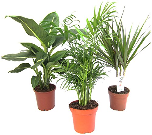 Amazon.de Pflanzenservice - Set di 3 piante da interni, 1 x Dieffenbachia, 1 x Chamaedorea 1 x Dracena marginata, vaso da 10 - 12 cm
