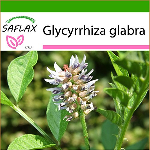 SAFLAX - Liquirizia - 30 semi - Con substrato - Glycyrrhiza glabra
