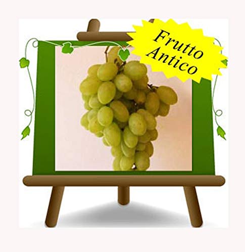 Vite Vittoria - Pianta da frutto antico portainnesto su vaso da 20 - albero max 170 cm - 2 anni