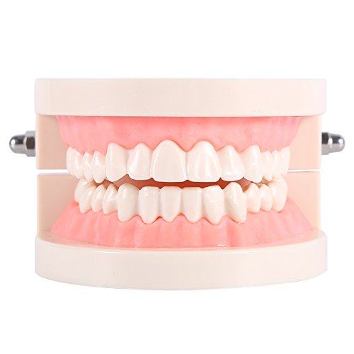 1 Pezzo PVC Adulti Denti Replica Modello Medico Dentale Strumenti Di Insegnamento Realistico
