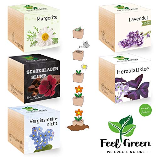 Feel Green Ecocube Set di Fiori con 5 varietà – 25% Risparmio nel Pacchetto, Piante nel Dado in Legno, Idea Regalo sostenibile, Grow Your Own/Set di Coltivazione, Made in Austria