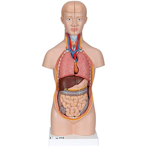 3B Scientific B22 Mini Torso, in 12 Parti + software gratuito di anatomia - 3B Smart Anatomy
