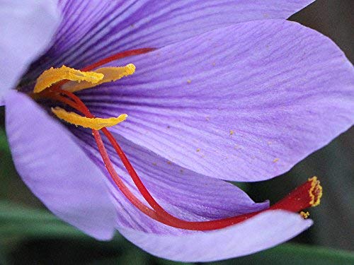 20 Bulbi di CROCO DA ZAFFERANO (Crocus sativus) circonferenza 10/+ cm DISPONIBILITA' IMMEDIATA