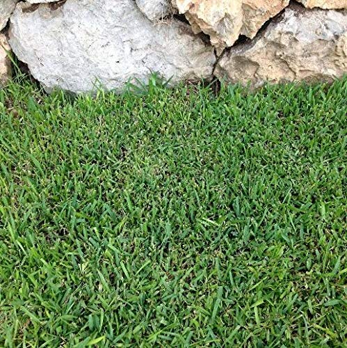 Paspalum Notatum – Gramignone (Semente prato) [100 gr]