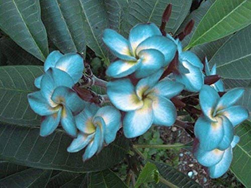 5 Rare Blu Bianco Plumeria Semi piante da fiore Lei hawaiano giardino profumato