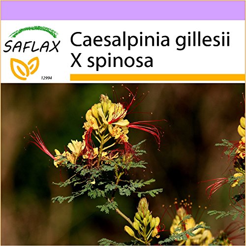 SAFLAX - Uccello del Paradiso - 10 semi - Caesalpinia gillesii X spinosa