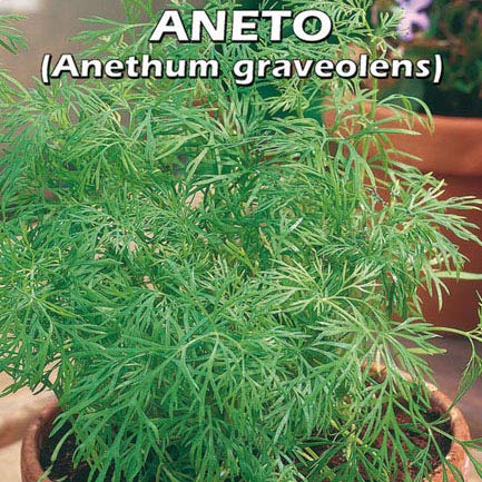 ANETO (Anethum graveolens) - SEMI