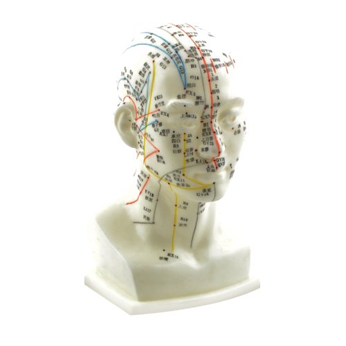 HeineScientific Modello di testa per agopuntura