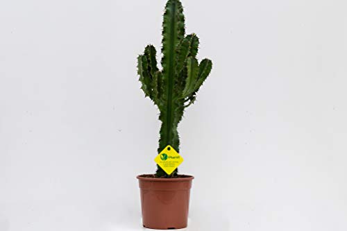 PLANTI' PIANTA VERA | Euphorbia erythraea | Piante grasse ornamentali da vaso per interno, produce fiori a margherita gialli in estate. Cactus di forma colonnare in vaso di diametro 15 cm