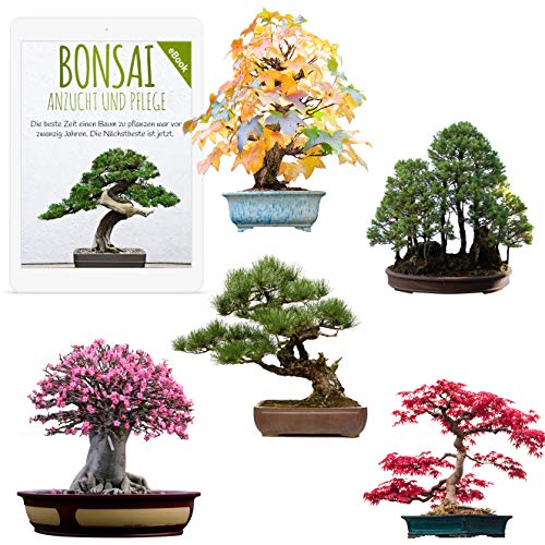 Semi Bonsai rari con alta velocità di germinazione - Set di semi per il proprio albero bonsai (Mix di 5 incl. eBook GRATIS)