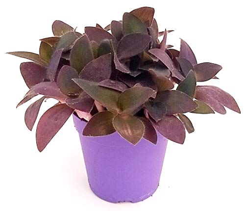 TRADESCANTIA PALLIDA PURPLE PASSION, pianta vera