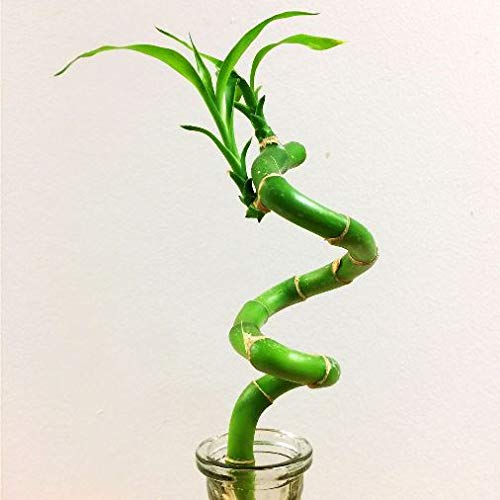 Lucky bamboo spirale (Bambù della Fortuna) [H. 90 cm.] - 1 pianta