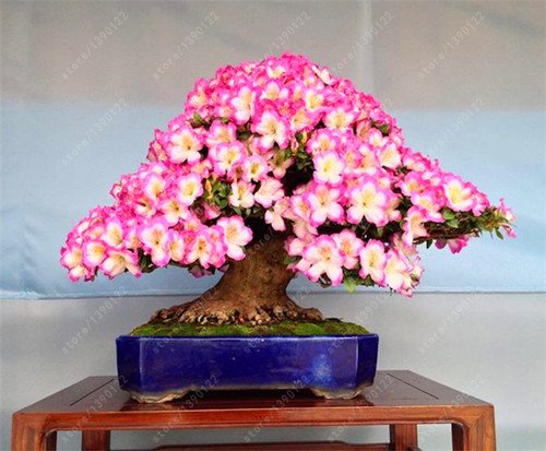 10 pc / sacchetto Rare 18 varietà di semi Sakura giapponese Cherry Blooms bonsai Flower tree semi sakura Fai da te casa e il giardino delle piante