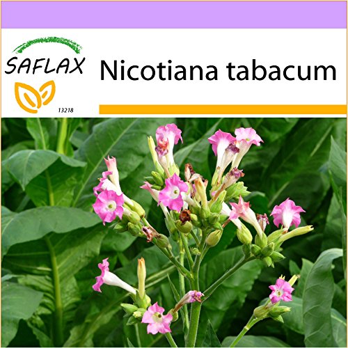 SAFLAX - Pianta del tabacco - 250 semi - Nicotiana tabacum