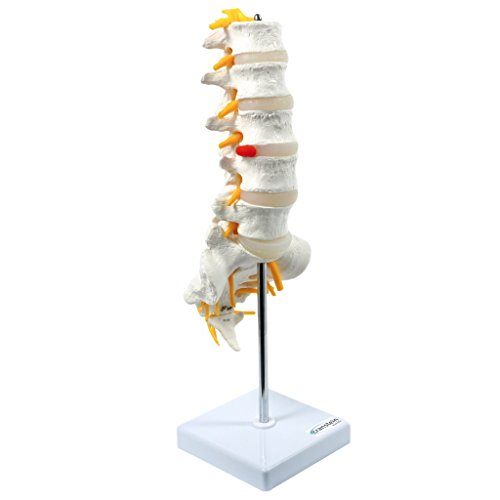 S24.3193 Modello anatomico di colonna vertebrale lombare