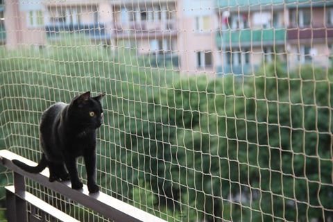 Bird-Tech - Rete da balcone per gatti e uccelli, colore pietra + 50 fissaggi + 1 tubo di silicone da 80 ml