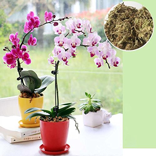 Substrato vegetale di muschio secco e acqua per orchidee Phalaenopsis, coltivazione senza terreno, sfagno fresco, bonsai, piante tropicali naturalmente essiccate
