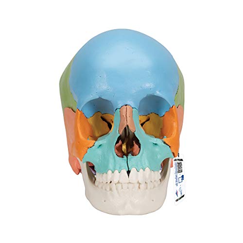 3B Scientific A291  Cranio Scomponibile Versione Didattica in 22 Parti + software gratuito di anatomia - 3B Smart Anatomy
