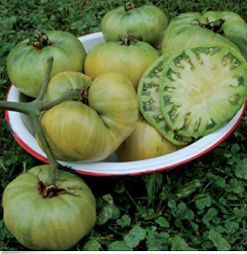 Pomodoro fresco 'di zia Rubino tedesco Green' 50 semi non OGM ez Grow