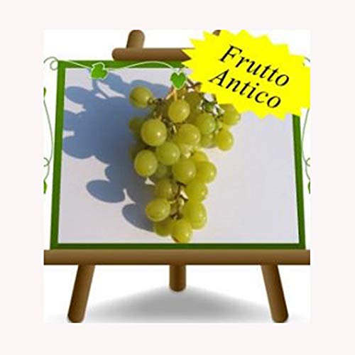 Vite Italia - Pianta da frutto antico portainnesto su vaso da 15 - albero max 170 cm - 2 anni