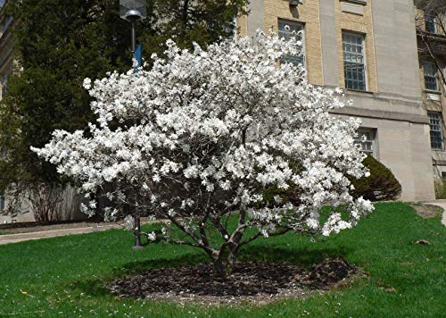 Pianta di Magnolia Stellata in vaso ø18 cm h.70/80 cm
