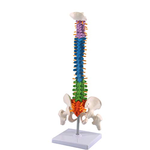 Csatai 45cm Modello della Colonna vertebrale Umana,Modello anatomico Come di apprendimento o ausilio didattico,con Base Staccabile