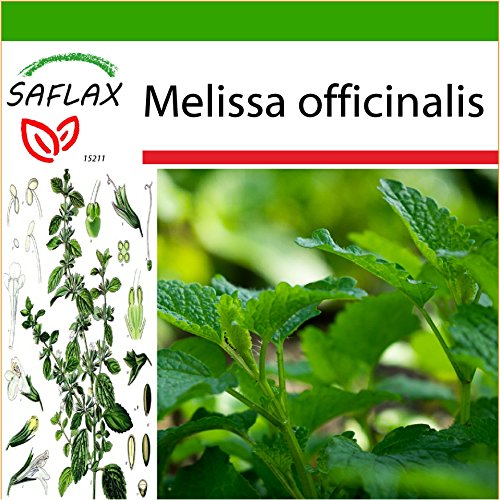 SAFLAX - Erba limoncina - 150 semi - Con substrato - Melissa officinalis