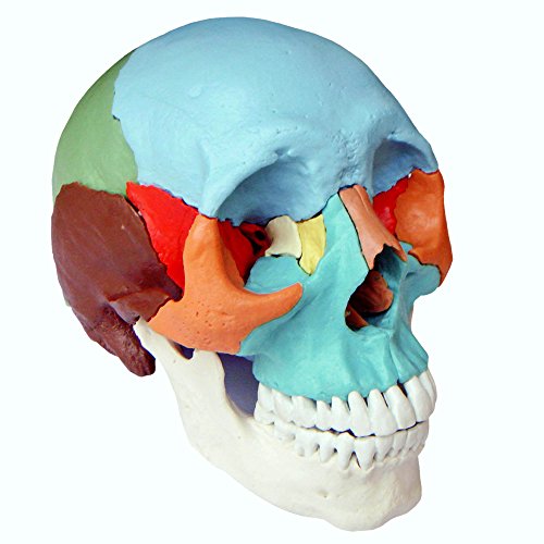 Cranstein 216 Cranio scomponibile, versione didattica, in 22 parti (Cranio modello, colore)