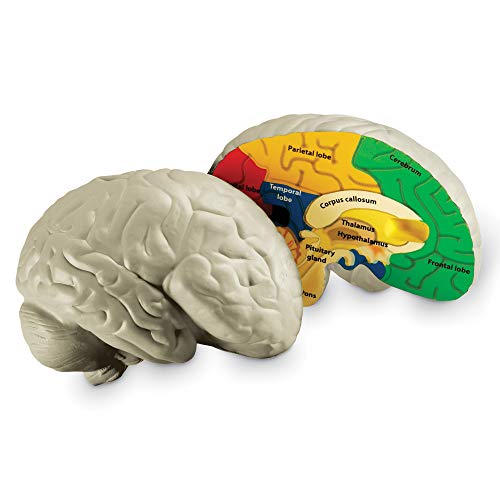 Learning Resources- Modello di Cervello con Sezione Trasversale in Schiuma Morbida, Colore, LER1903