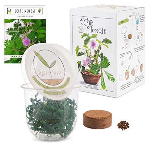 GROW2GO Mimosa Pudica Starter Kit - mini-serra, semi di mimosa e set per la semina in terra - idea regalo sostenibile per gli amanti delle piante