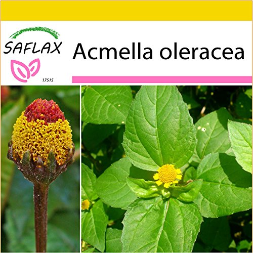 SAFLAX - Crescione del Brasile - 500 semi - Acmella oleracea