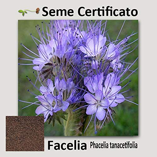Agraria Ughetto Apicoltura FACELIA (Phacelia Tanacetifolia) Seme Certificato kg. 1 | Mellifere da Semina e sovescio
