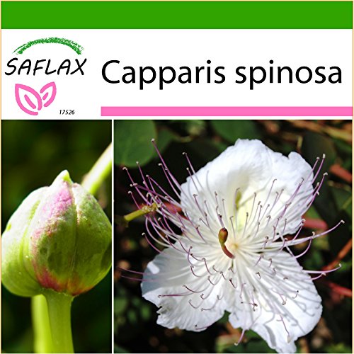 SAFLAX - Cappero - 25 semi - Con substrato - Capparis spinosa