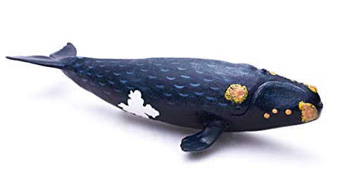 RECUR Balena Franca Modello Realistico di Giocattolo della Balena Nera del Nord Pacifico dipinte a Mano Collezione di Giocattoli Regalo per Bambini da 3 Anni