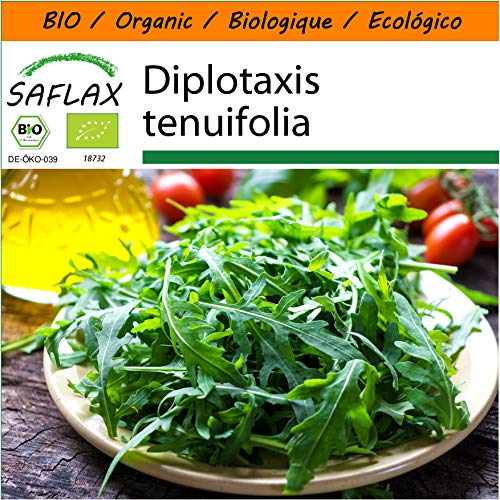 SAFLAX - BIO - Rucola selvatica - 1500 semi - Diplotaxis tenuifolia