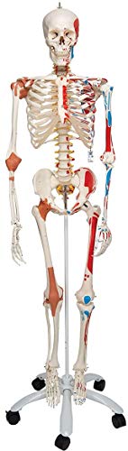 3B Scientific A13 Scheletro Sam Versione di Lusso su Cavalletto in Metallo con 5 Rotelle + software gratuito di anatomia - 3B Smart Anatomy