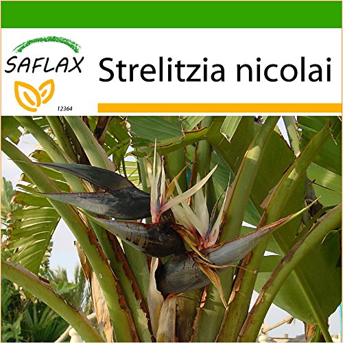 SAFLAX - Uccello del paradiso - 5 semi - Con substrato - Strelitzia nicolai