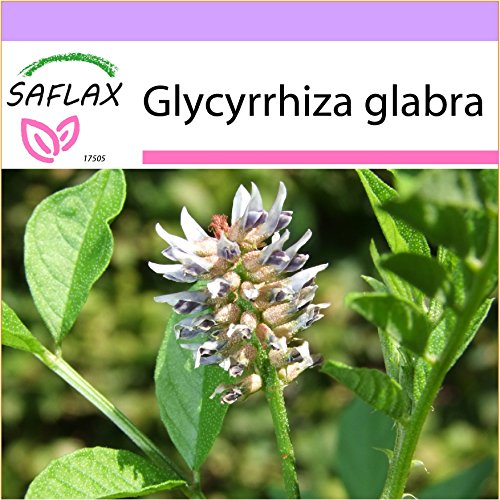 SAFLAX - Liquirizia - 30 semi - Glycyrrhiza glabra
