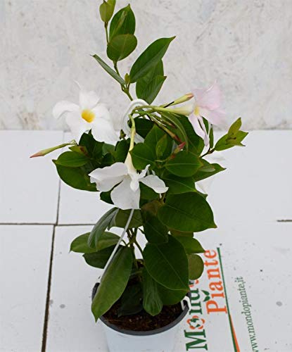 Pianta Dipladenia Bianca, Altezza 30cm