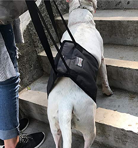 Diyafas Supporto per Cane Imbracatura di Riabilitazione Assistere Sling per Cani Anziano Disabilità Ferito