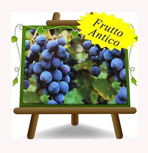 Vite Moscato D’Adda Nero - Pianta da frutto antico portainnesto su vaso da 20 - albero max 170 cm - 2 anni