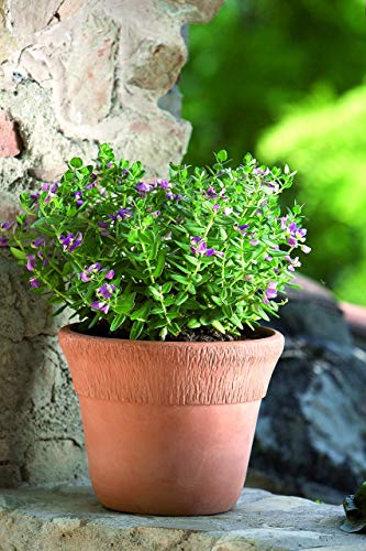 VASO ARCADEMI IN TERRACOTTA PER PIANTE E FIORI; DIAMETRO CM. 33, ALTEZZA CM. 25 – FATTO A MANO – GIARDINAGGIO FIORIERA IN COTTO