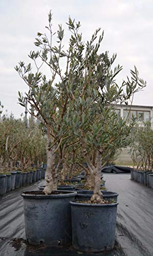 Bellissimi alberi di Ulivo Olivo di 7 anni Resistenti al freddo h.70/150 cm con circonferenza tronco 10/12 cm