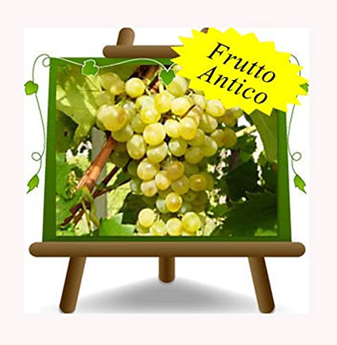 Vite Zibibbo - Pianta da frutto antico portainnesto su vaso da 20 - albero max 170 cm - 2 anni
