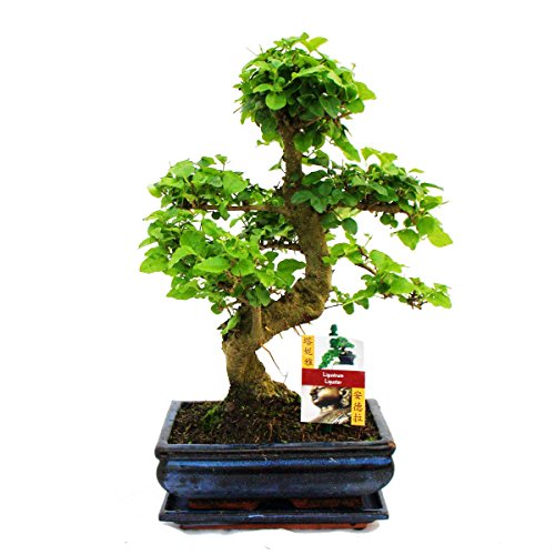 Bonsai ligustro cinese (Ligustrum sinensis), ca. 8 anni