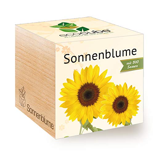 Feel Green Ecocube-Girasole Certificato Biologico, Idea Regalo sostenibile (100% Eco Friendly), Grow Your Own, Set per Coltivazione, Piante nel cubo di Legno, Made in Austria