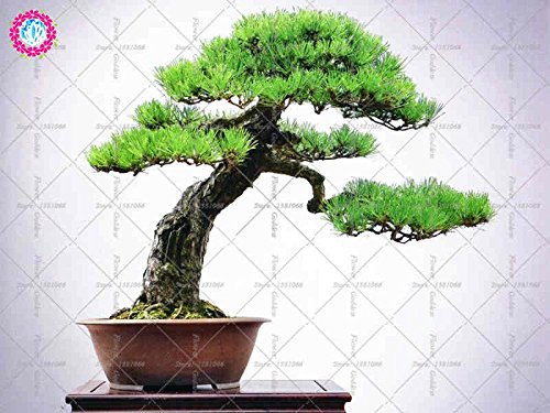 10pcs giapponese pino nero di semi di Bonsai Garden decorazione d'interni, sempreverde, ornamentali forti semi giardino perenne