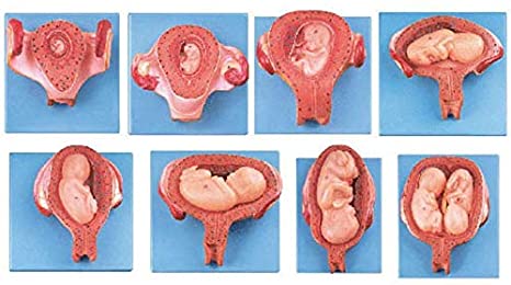 LBYLYH Il Modello Embrionale di Gravidanza Processo di Sviluppo Le Donne, Ospedale della Scuola Applicabile